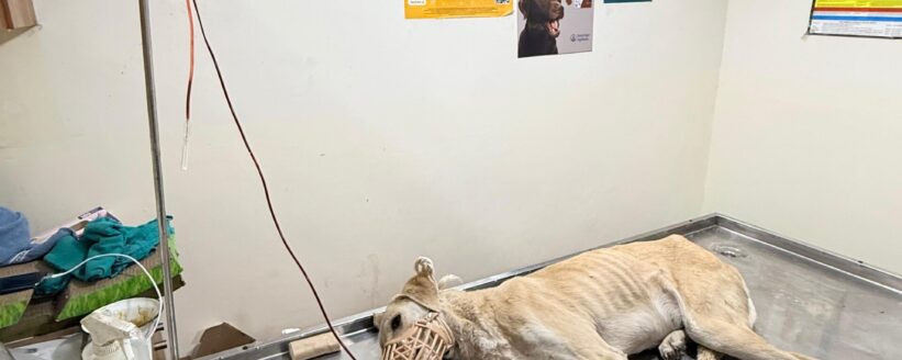 citypaws29