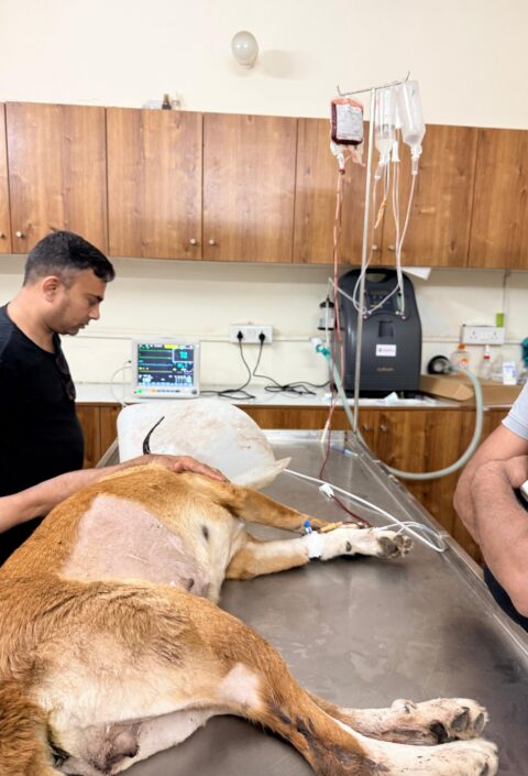 treatments_citypaws